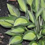 Hosta Hanky Panky — photo 1