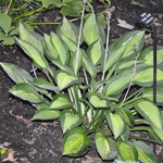 Hosta Hanky Panky — photo 2