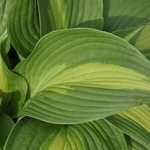 Hosta Hollywood Lights — photo 1