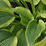 Hosta Hollywood Lights — photo 2