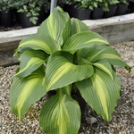 Hosta Hollywood Lights — photo 3
