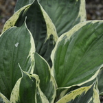 Hosta Independance — photo 1
