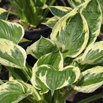 Hosta Independance — photo 2