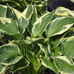 Hosta Independance — photo 3