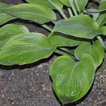 Hosta Independence Day — photo 1