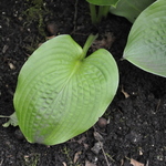 Hosta Innisjade — photo 1