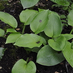 Hosta Innisjade — photo 2