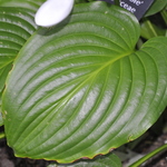 Hosta Invincible — photo 1