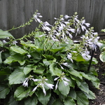 Hosta Invincible — photo 2