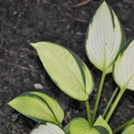 Hosta Janet — photo 1