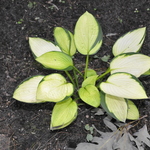 Hosta Janet — photo 2