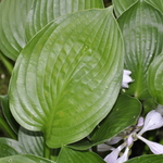 Hosta  Joseph — photo 1