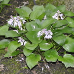 Hosta  Joseph — photo 2