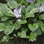 Hosta Josephine — photo 2