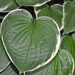 Hosta Julia — photo 1