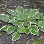 Hosta Julia — photo 2