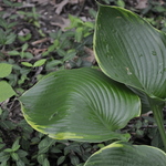 Hosta Lady Isobel Barnett — photo 1