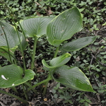Hosta Lady Isobel Barnett — photo 2