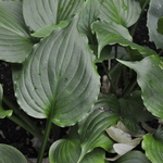Hosta Lakeside Black Satin — photo 1
