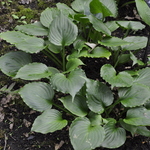 Hosta Lakeside Black Satin — photo 2