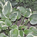 Hosta Leola Fraim — photo 1