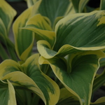 Hosta Liberty — photo 1
