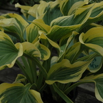 Hosta Liberty — photo 2
