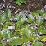 Hosta Lily Pad — photo 1