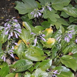 Hosta Lily Pad — photo 2