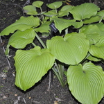 Hosta Lime Piecrust — photo 2