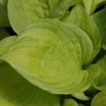 Hosta Little Sunspot — photo 1