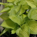 Hosta Little Sunspot — photo 2