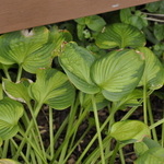 Hosta Little Sunspot — photo 3