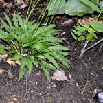 Hosta  Lizard Lick — photo 1