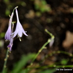 Hosta  Lizard Lick — photo 2