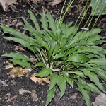 Hosta  Lizard Lick — photo 3