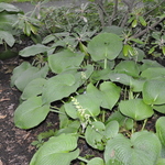 Hosta Sieboldiana 'Elegans'  #1 — photo 1