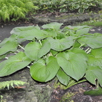 Hosta Sieboldiana 'Elegans'  #1 — photo 2