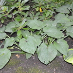 Hosta Sieboldiana 'Elegans'  #1 — photo 3