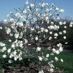 Magnolia x loebneri Ballerina — photo 2