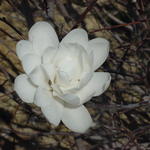 Magnolia x loebneri Ballerina — photo 3
