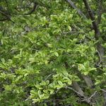 Magnolia x loebneri Spring Snow — photo 2