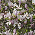 Magnolia x loebneri Spring Snow — photo 3