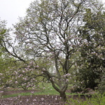 Magnolia x loebneri Spring Snow — photo 4