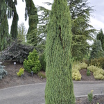 Juniperus Communis — photo 1