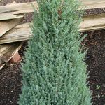 Juniperus Communis — photo 2