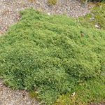 Juniperus Chinensis 'Daniel's Dwarf' — photo 1