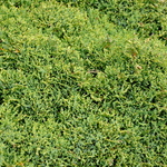 Juniperus Chinensis 'Daniel's Dwarf' — photo 2
