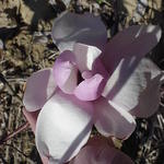 Magnolia x soulangiana Verbanica — photo 1