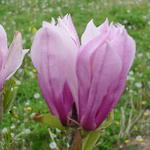 Magnolia x soulangiana Verbanica — photo 2